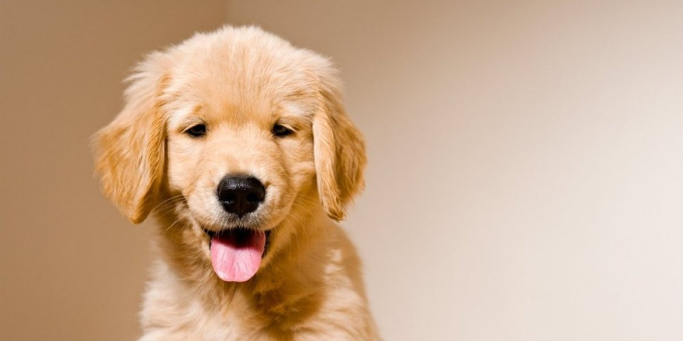 Maleni pas nasmejao milione: Njegovi izrazi lica zapalili mreže - ništa slađe niste videli (VIDEO)