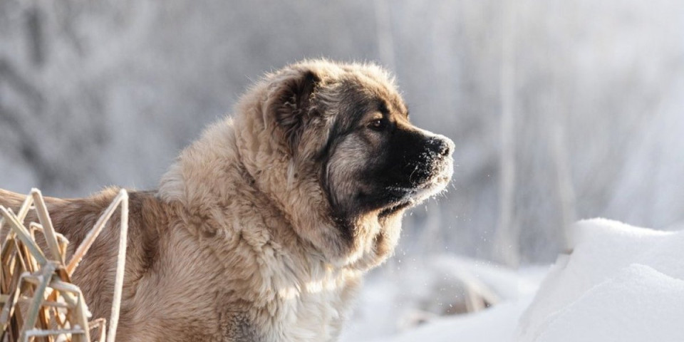 Nisu za porodice sa malom decom: 3 rase pasa koje treba izbegavati u širokom luku