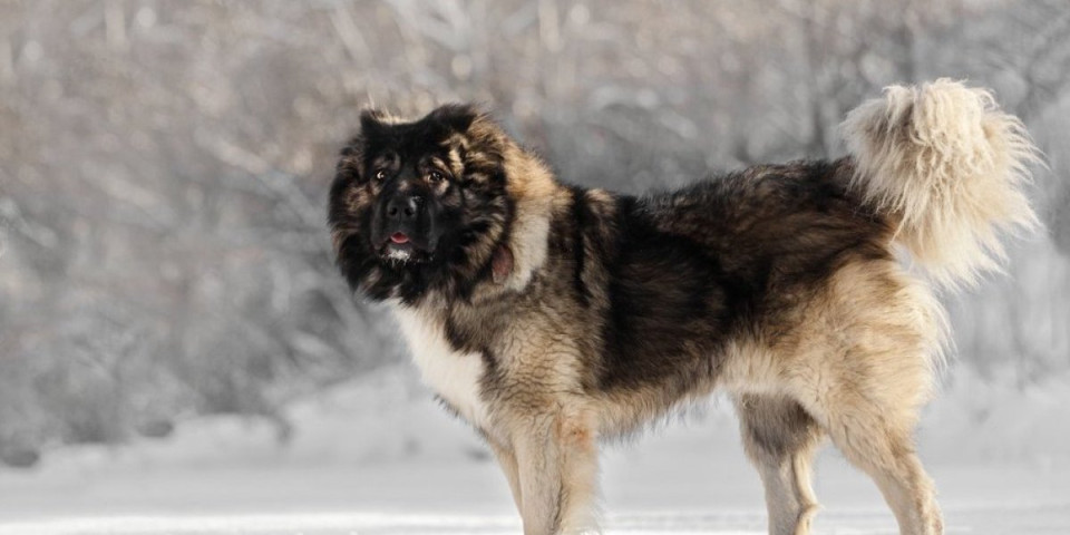 5 najopasnijih rasa pasa: Izazivaju strah i trepet, a njihova odanost ne poznaje granice (FOTO)