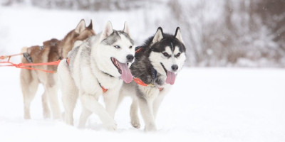 Ako planirate da prošetate po snegu ili čak provedete duže vreme na otvorenom, važno je da znate koje rase pasa mogu da izdrže niske temperature bez problema.