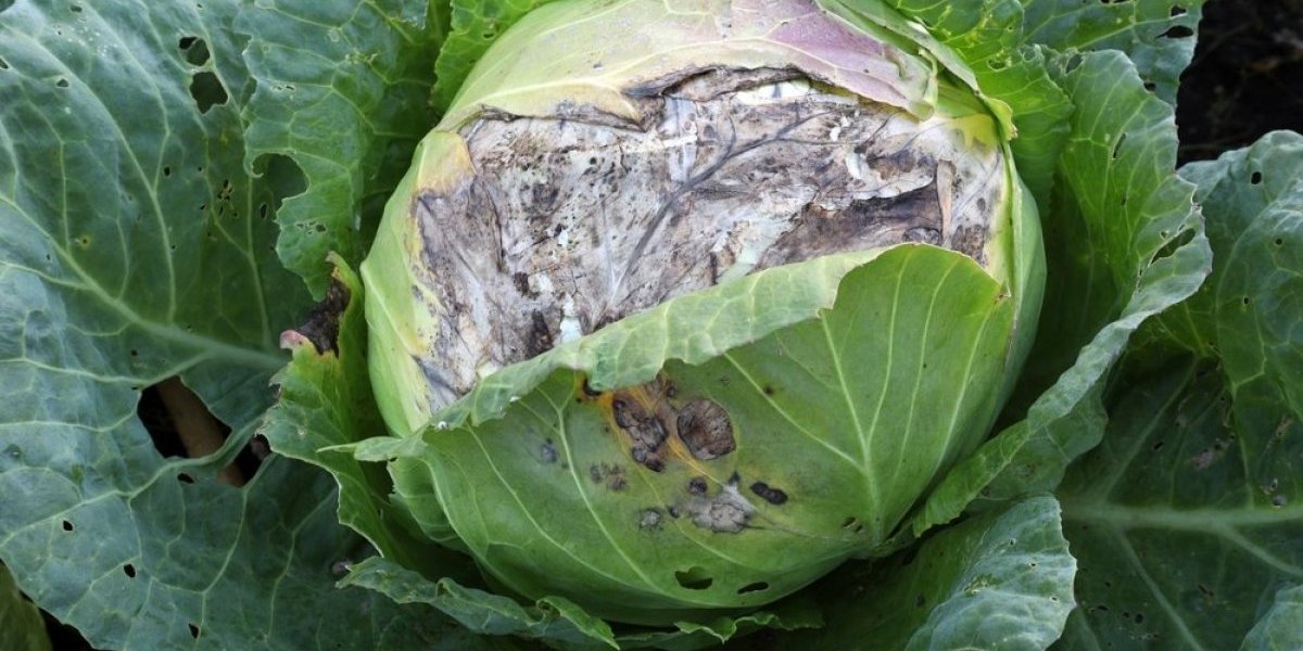 Ovo provereno spašava kupus od plesni: Nema propadanja, a hranljivost je sačuvana