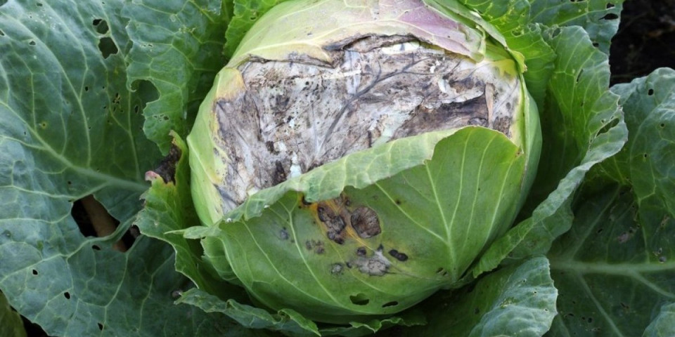 Ovo provereno spašava kupus od plesni: Nema propadanja, a hranljivost je sačuvana