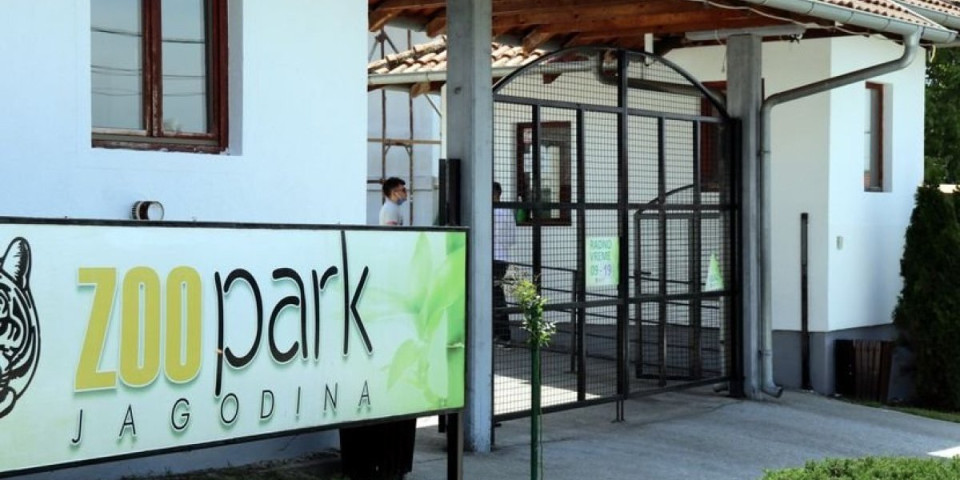 Da l' je realno: Šta radi ovaj majmun (VIDEO)