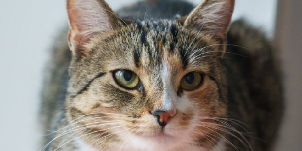 Mačka putovala 70 km u motoru automobila: Šokantno spašavanje, vlasnici bili van sebe