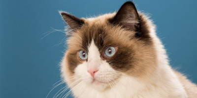 Ako ste mislili da ste videli sve od mačaka, varate se - pripremite se da upoznate prvu mačku maserku na svetu.