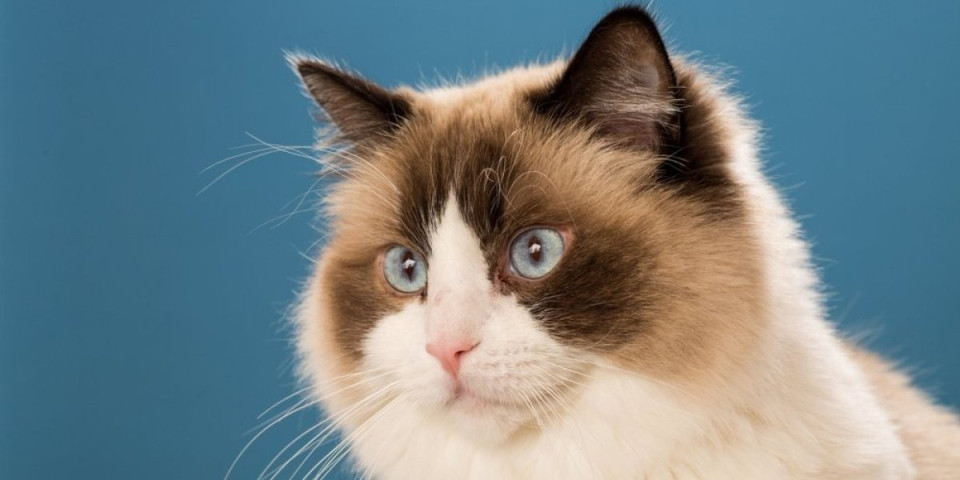 Mačka maserka oduševila internet: Opsednuta jednim delom tela svoje vlasnice (VIDEO)