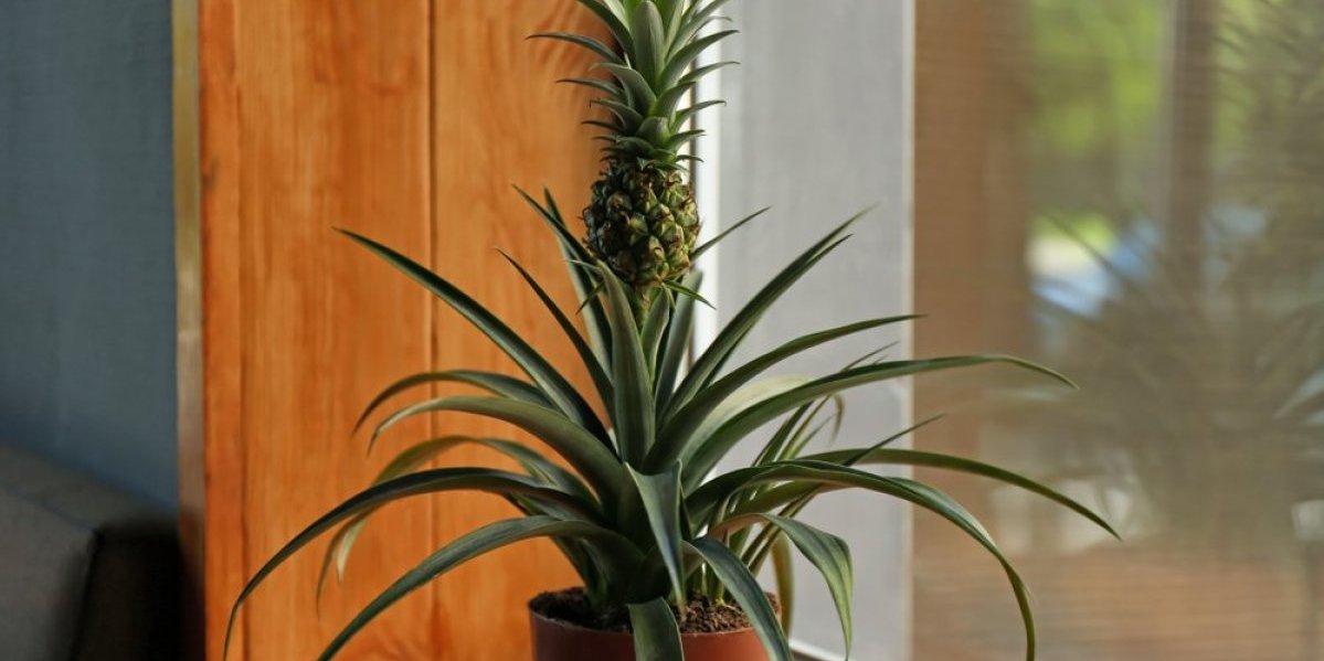 Uzgajajte ananas sami kod kuće: Sočni i mirisni plodovi tokom zime bez mnogo truda i nege