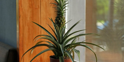 Za sve ljubitelje biljaka i prirodnih ukusa, uzgajanje ananasa kod kuće je savršen način da unesete dašak tropskog raja u svoj život.