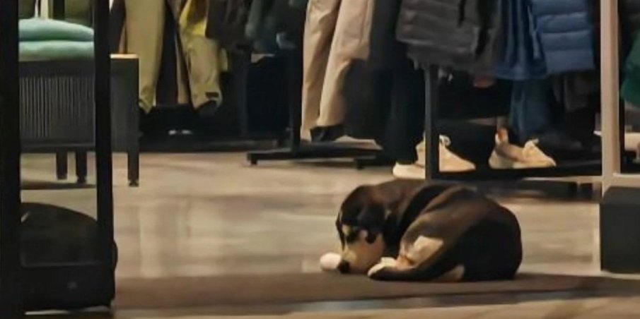 Jedan je ovako našao kuću: Šta to rade šabački trgovci?