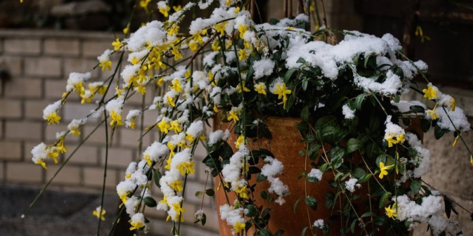 Biljka koja izdržava debeli minus: Baštovan otkrio kako da pravilno negujete zimski jasmin