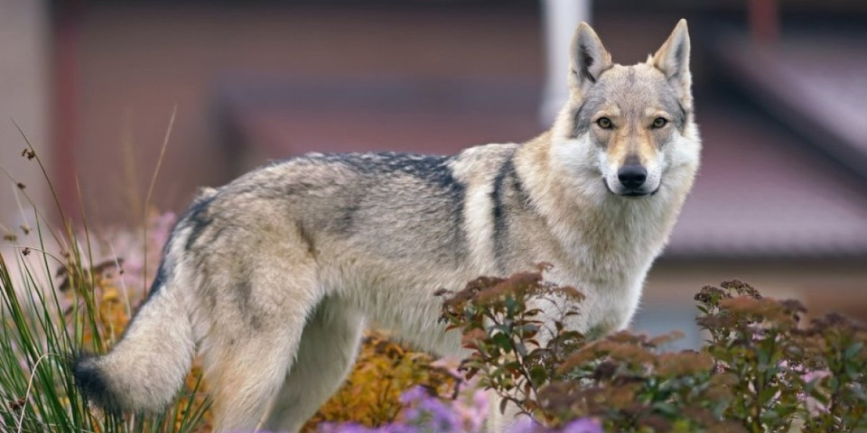 Većina pasa nosi vučji DNK: Dve rase se posebno izdvajaju - šok rezultati istraživanja