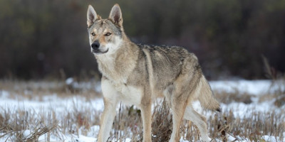 Napad usred bela dana: Vuk ugrizao ženu u najprometnijoj ulici nemačke metropole
