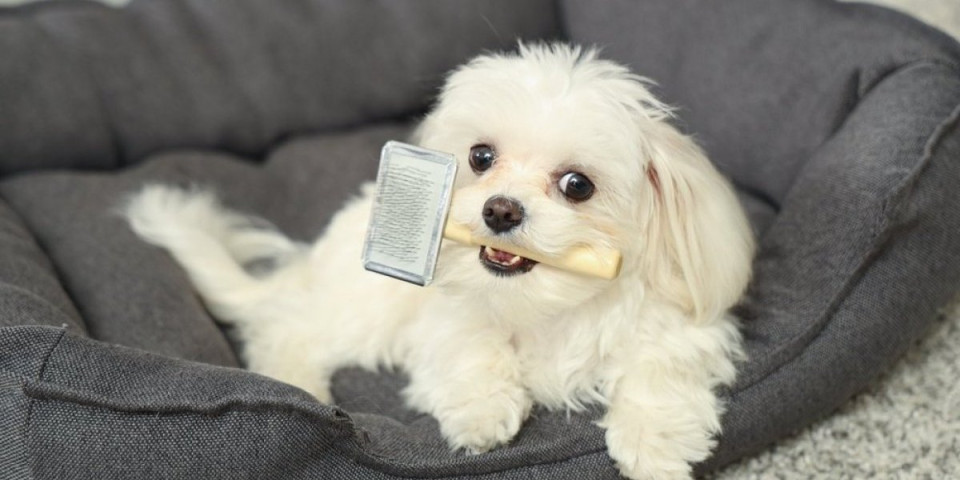 Mali psi koji skoro nikad ne laju: 7 rasa koje koje vaše komšije neće ni primetiti (FOTO)