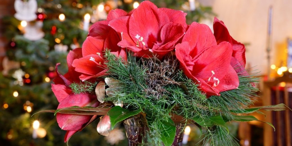 Sobna biljka koja odoleva zimi: Očarava raskošnim cvetovima, a evo kako se pravilno neguje (FOTO)