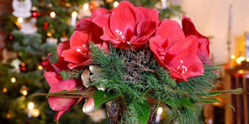 Sobna biljka koja odoleva zimi: Očarava raskošnim cvetovima, a evo kako se pravilno neguje (FOTO)