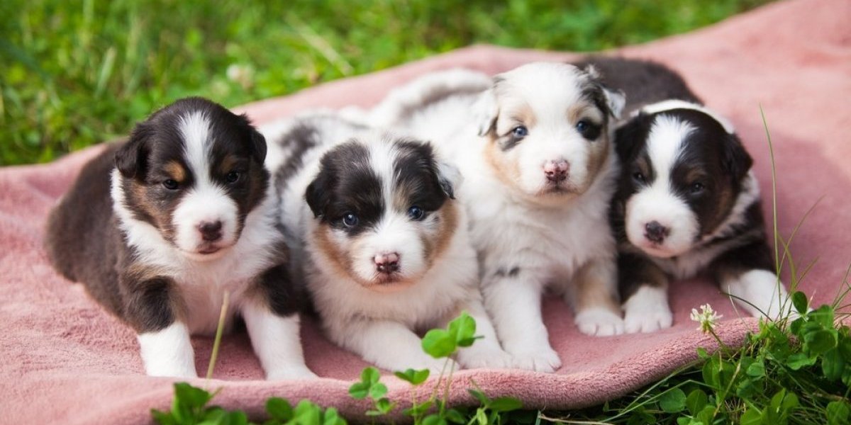 Izbegnite probleme na vreme: Ovo morate da znate pre nego što uzmete štene