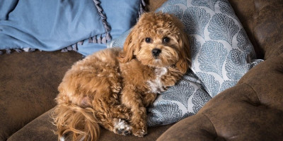 Mnogi vlasnici pasa biraju rase koje se ne linjaju, što je posebno važno za osobe sa alergijama ili one koji žele lakše održavanje doma.