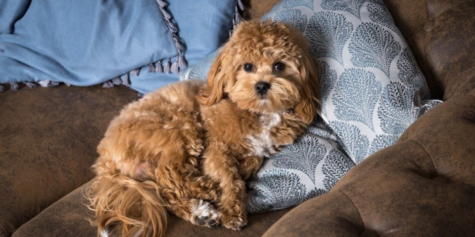 Top 5 pasa kojima dlake skoro ne otpadaju: Nema nereda po kući (FOTO)