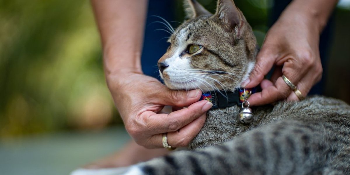 Opasnije nego što mislite: 3 razloga zašto mačke ne smeju da nose ogrlicu