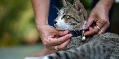 Mačke ne bi trebalo da nose ogrlicu tvrde stručnjaci.
