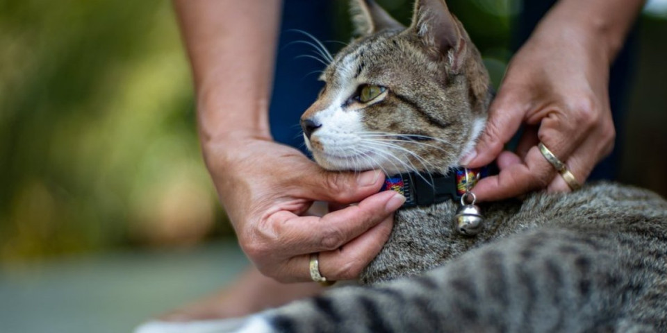Opasnije nego što mislite: 3 razloga zašto mačke ne smeju da nose ogrlicu