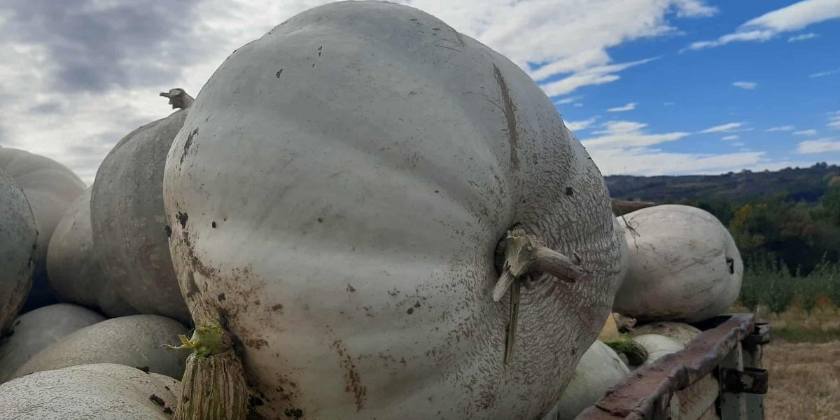 Jedna po jedna - tona 