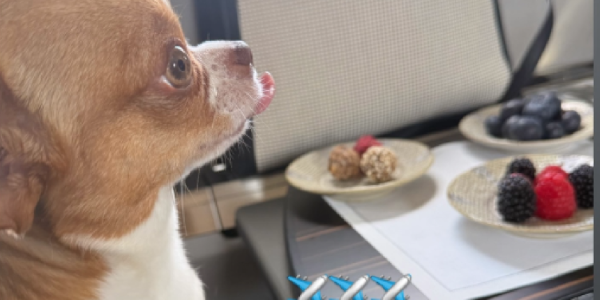 Pas Željka i Milice Mitrović