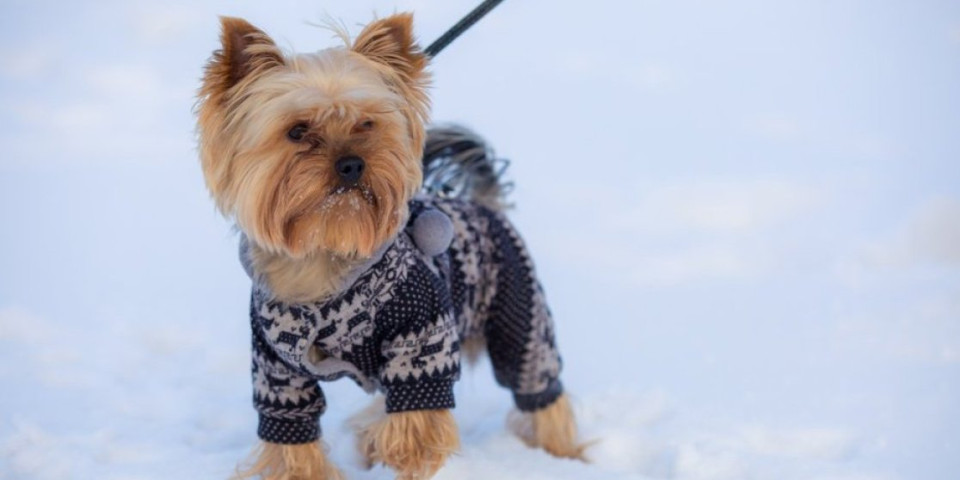 Zimski alarm za vlasnike pasa: Ovi simptomi otkrivaju artritis kod vašeg ljubimca
