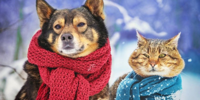 Doktorka Džeklin Bojd objašnjava da o odeći za pse treba razmišljati slično kao i o sopstvenoj, pre svega zbog načina života koji današnji kućni ljubimci vode.