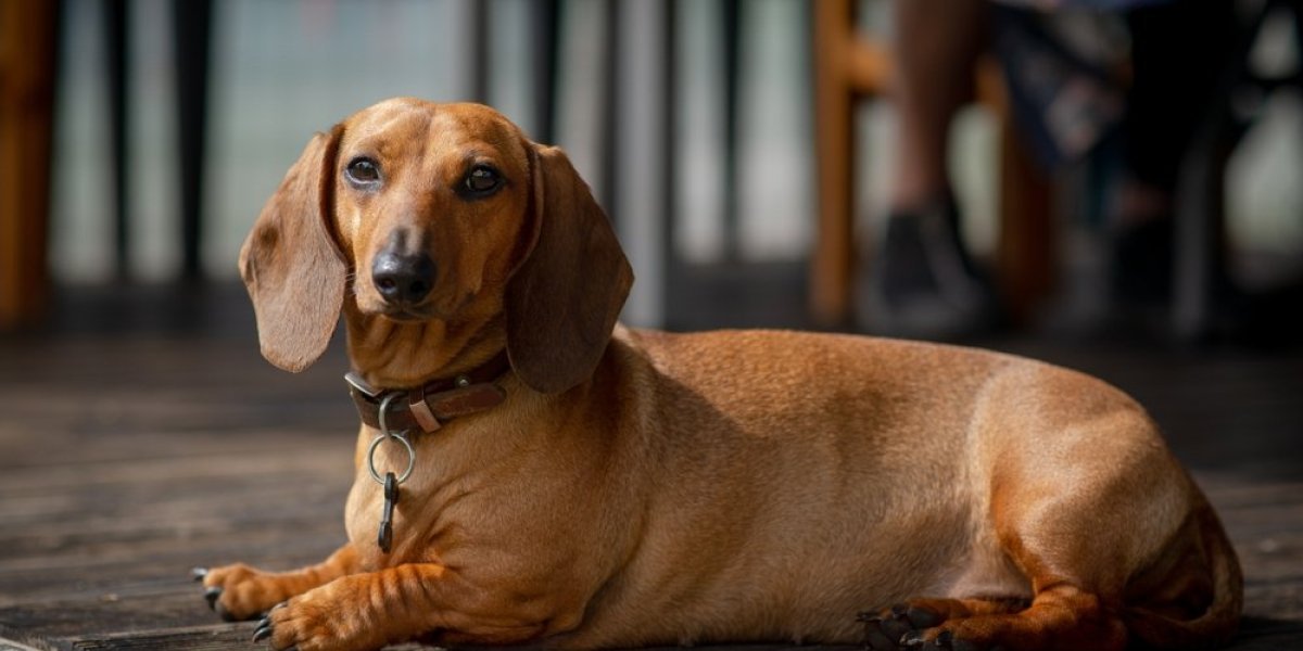 Jazavičar sam bira crtaće: Snimak raznežio milione - ljudi ne veruju šta vide (VIDEO)