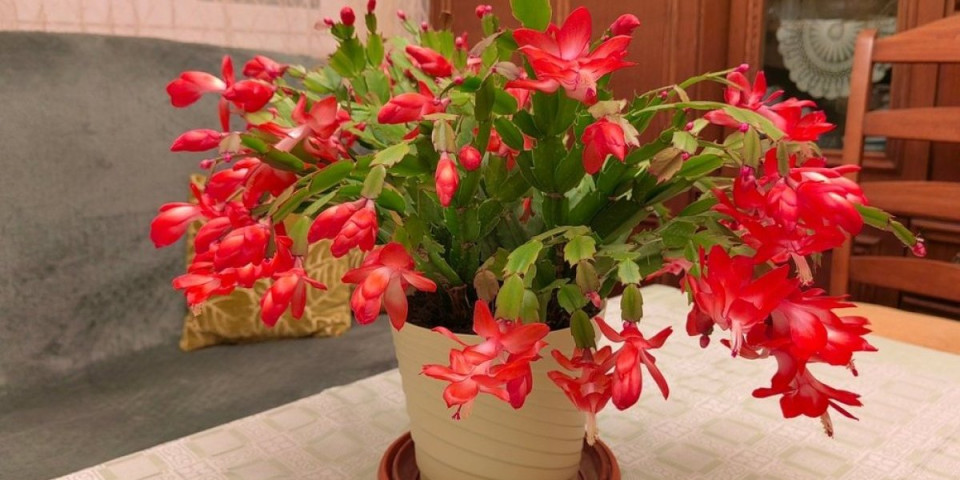 Božićni kaktus kao sa slike: Raskošan i pun cvetova narednih 30 godina