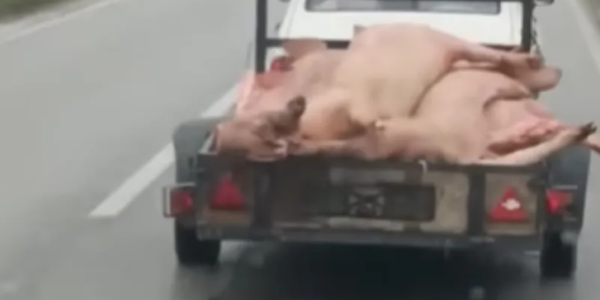 Šta radi ovaj: Natovario prikolicu lešinama (VIDEO)