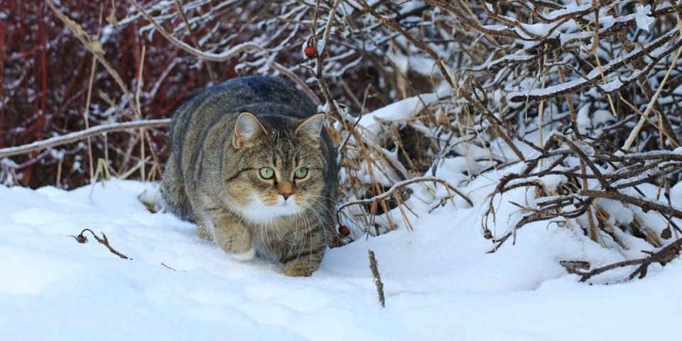 Mače prvi put na snegu: Reakcija topi srca - snimak zapalio internet (VIDEO)