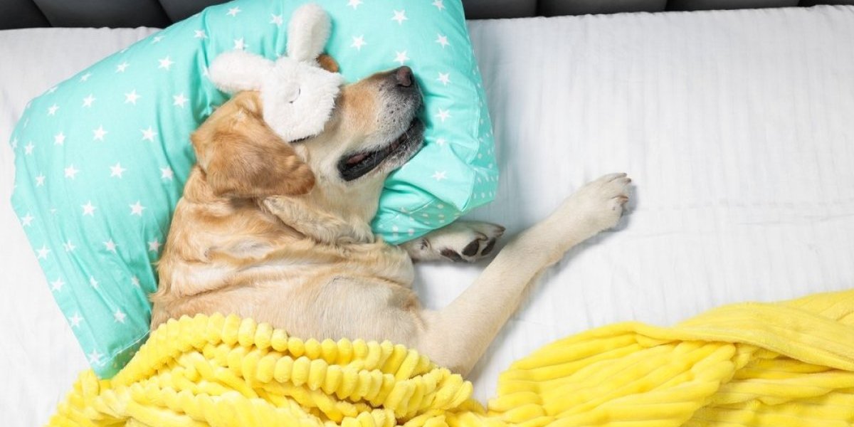 Pas šokirao TikTok: Naređuje gostima kad je vreme za spavanje - u devet u krevet (VIDEO)