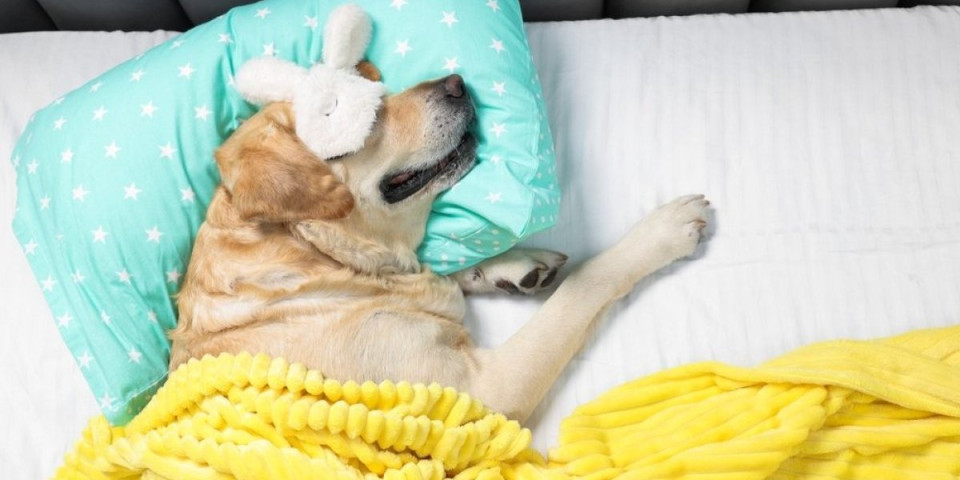 Pas šokirao TikTok: Naređuje gostima kad je vreme za spavanje - u devet u krevet (VIDEO)