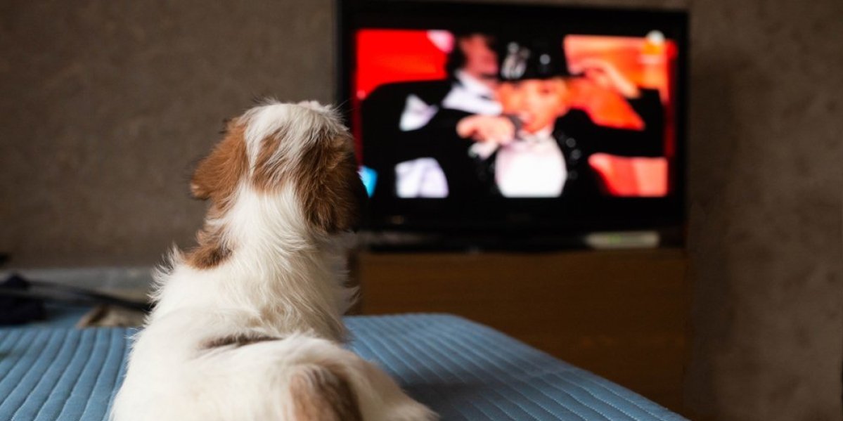 Pas poludeo zbog Netfliksove serije: Moment kad čuje svoje ime osvojio internet (VIDEO)