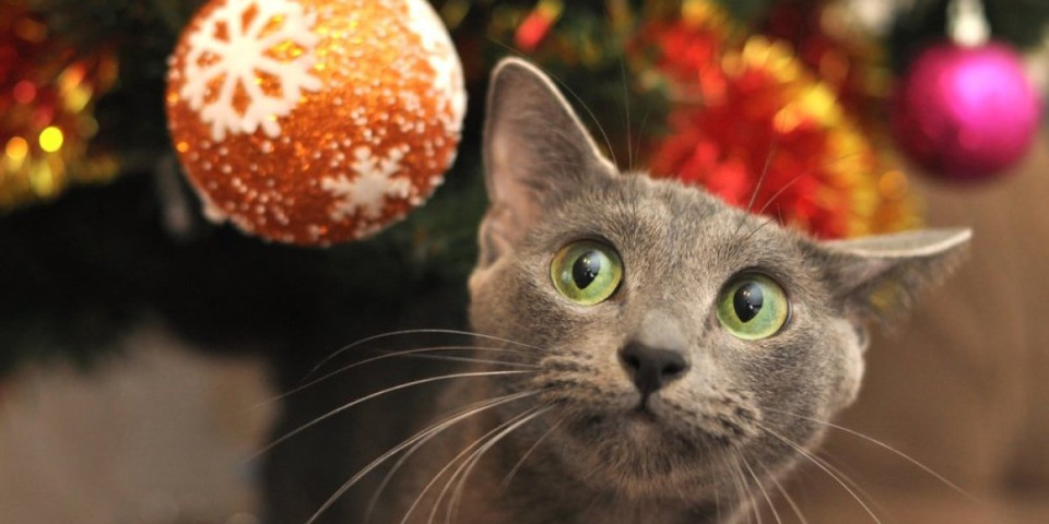 Haos u stanu: Maca napravila lom, jelka završila na podu – kamera sve snimila (VIDEO)