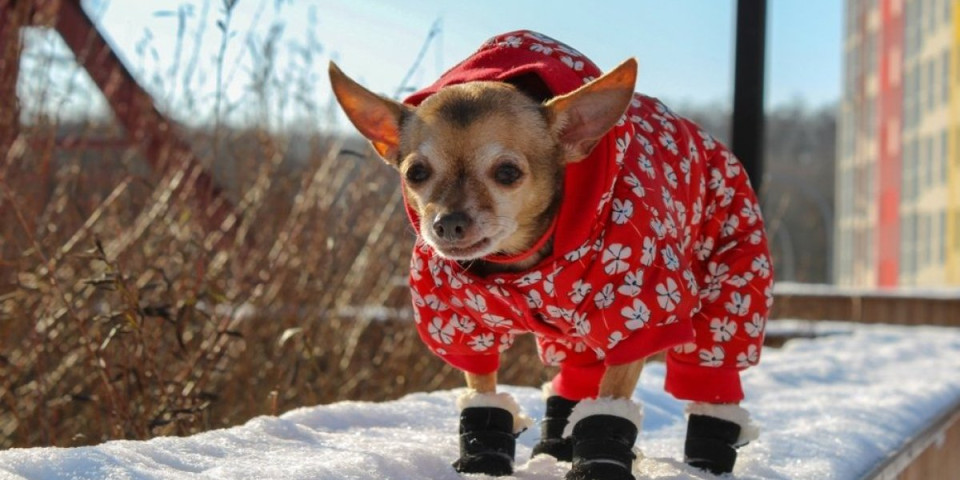5 rasa pasa koji ne podnose zimu: Hladnoća im je najveći neprijatelj (FOTO)