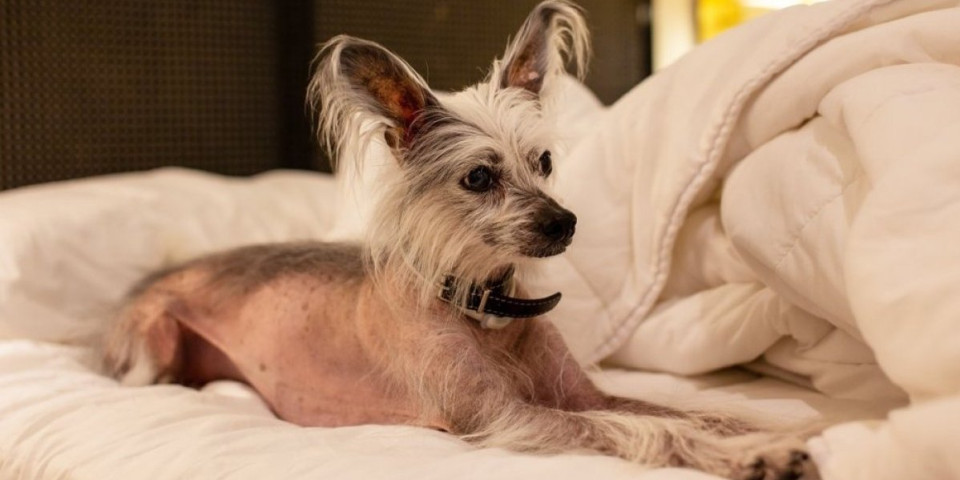 Mali pas istraumirao vlasnicu: Mreže eksplodirale zbog Marlovog "bunkera" od jastuka (VIDEO)