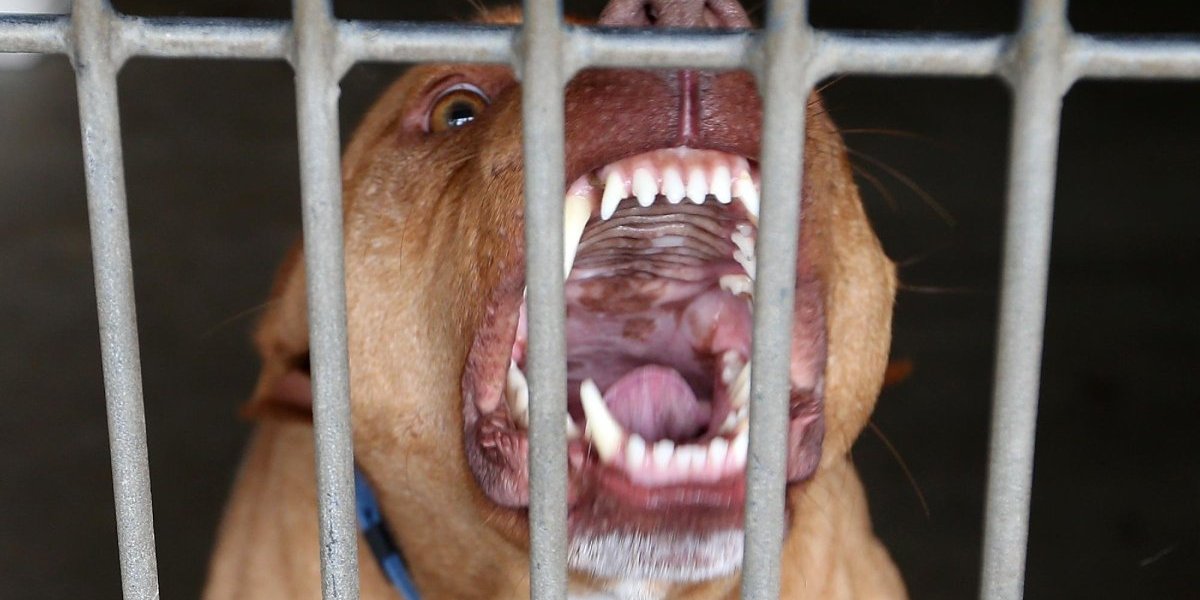 Užasna tragedija potresla Balkan: Dete rastrgao porodični pas - Malenoj duši nije bilo spasa!