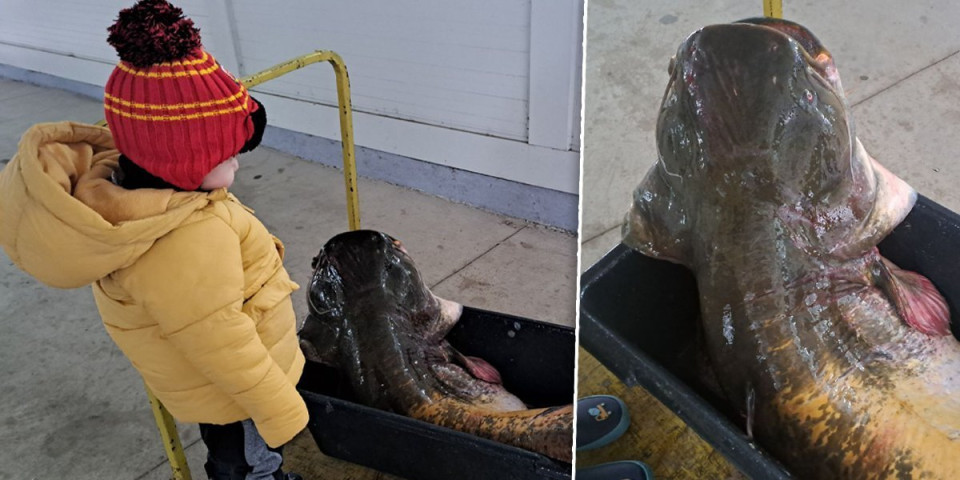 Mama, je l' ovo zmaj: Čudo na pijaci u Majdanpeku