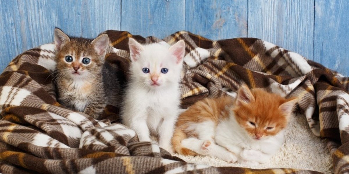 Istina o mačićima koju većina vlasnika ne zna: Evo šta se krije u prvim nedelja njihovog života