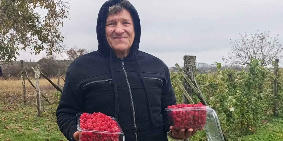 Da ne poverujete: Sreten obrao drugi rod malina, prodao 300 kila
