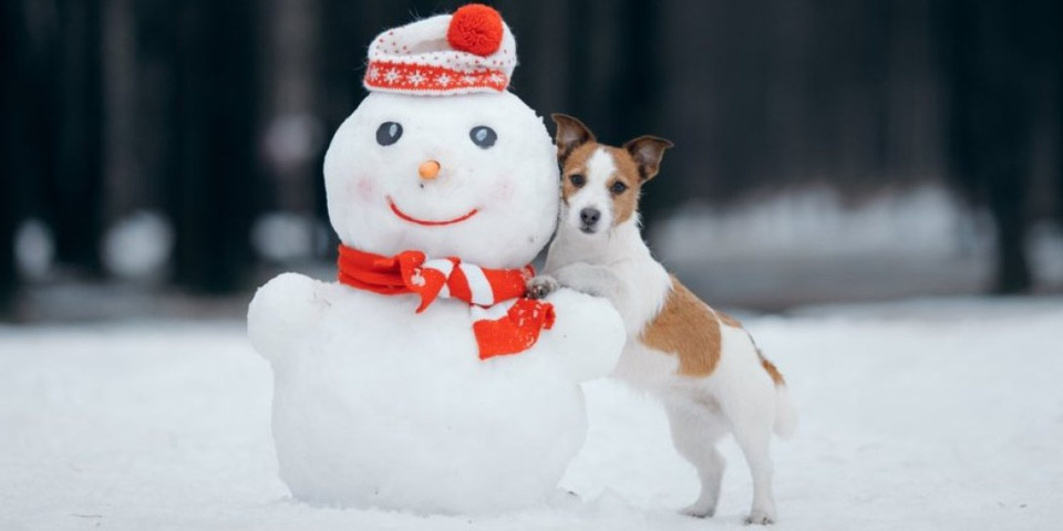 Sneško pored psa nema šanse: Nala potpuno šokirala vlasnike i nasmejala TikTok do suza (VIDEO)