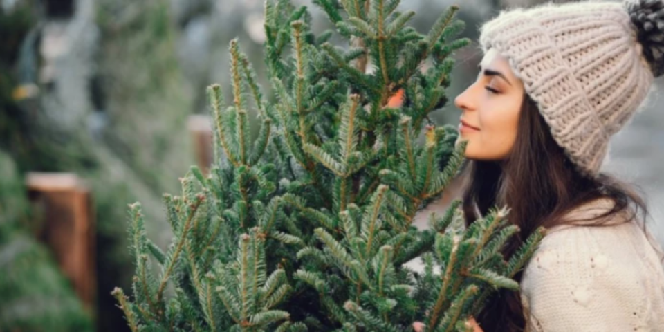 Evo koliko koštaju jelke s busenom u rasadnicima i kada možete da ih kupite