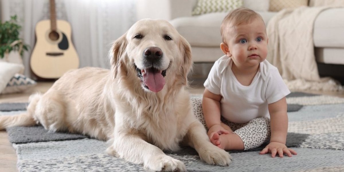 Pas poludeo od sreće kad je video bebu: Reakcija zlatnog retrivera topi srca (VIDEO)