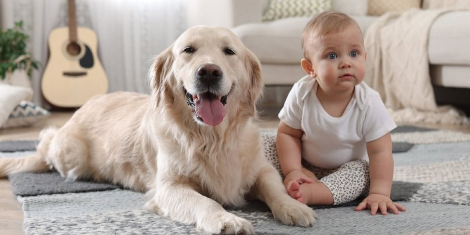 Pas poludeo od sreće kad je video bebu: Reakcija zlatnog retrivera topi srca (VIDEO)