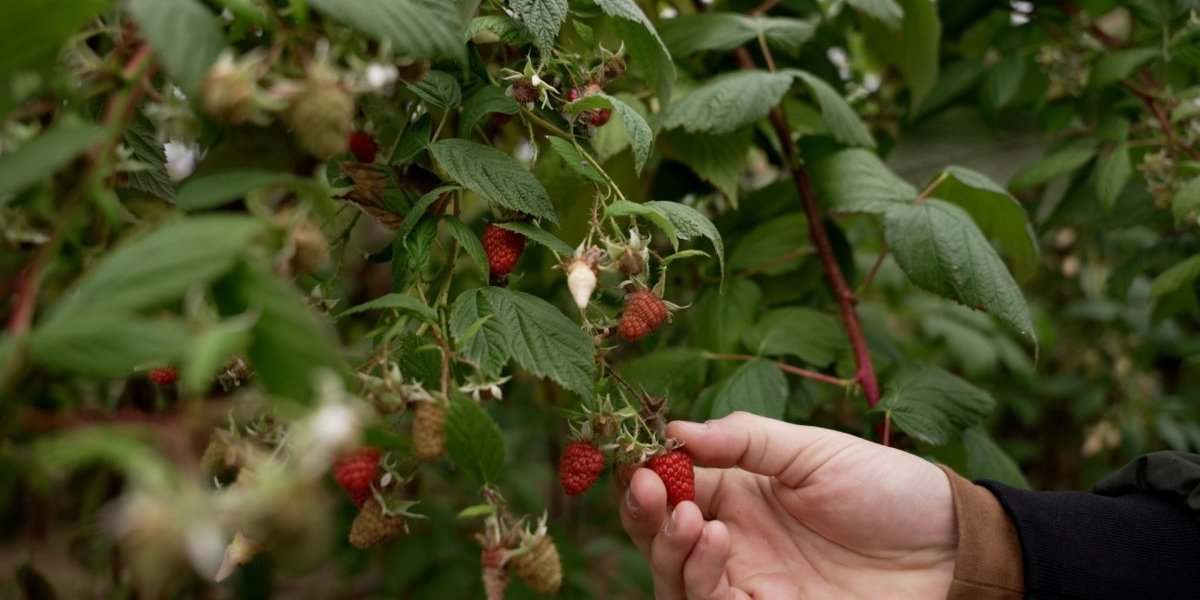 U Arilju rodile maline i u decembru: Mraz im ne može ništa