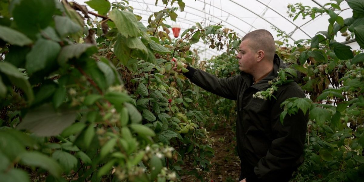 Aleksandar Obradović, proizvođač 