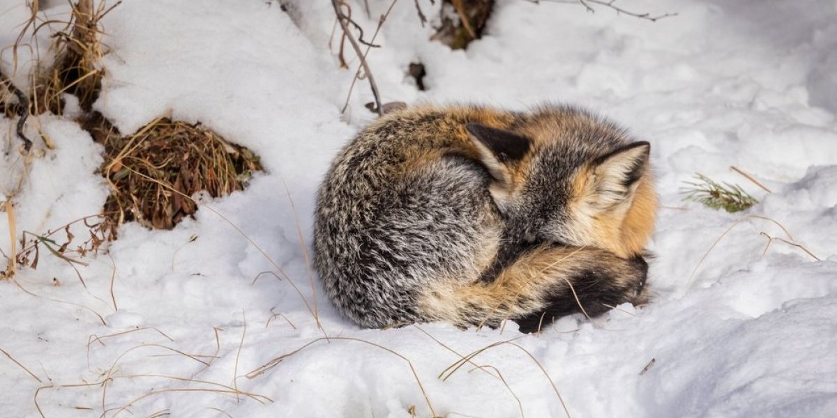 Životinje koje tokom zime skoro ne jedu ni ne piju: U zimskom su snu - spisak će vas iznenaditi (FOTO)